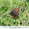 erebia melancholica daghestan female a